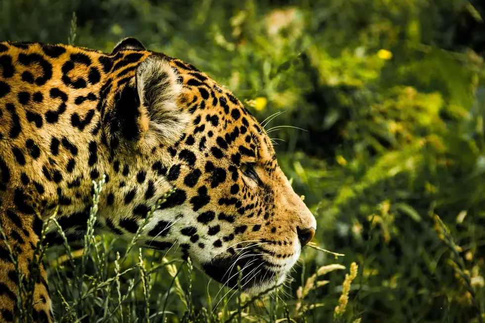 jaguar-980